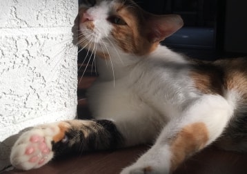 Mirin