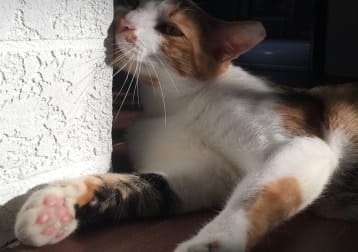 Mirin