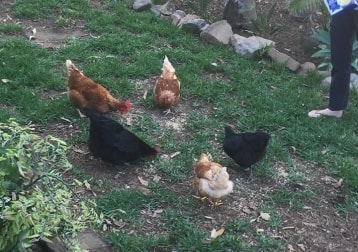 'The Girls' 