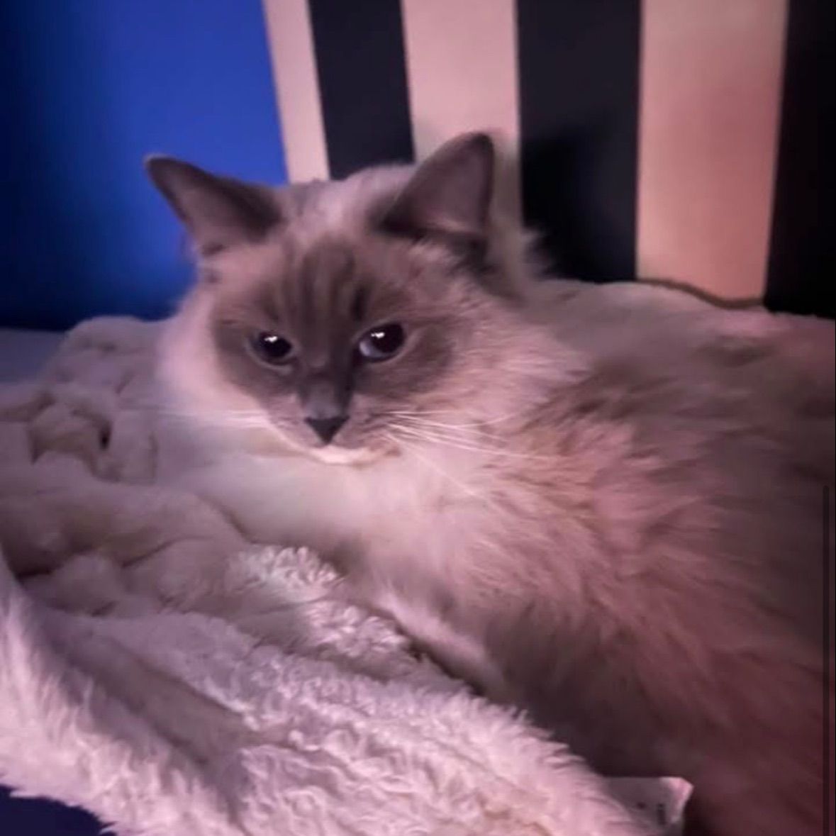 Princess Sofia