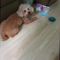 Teddy
