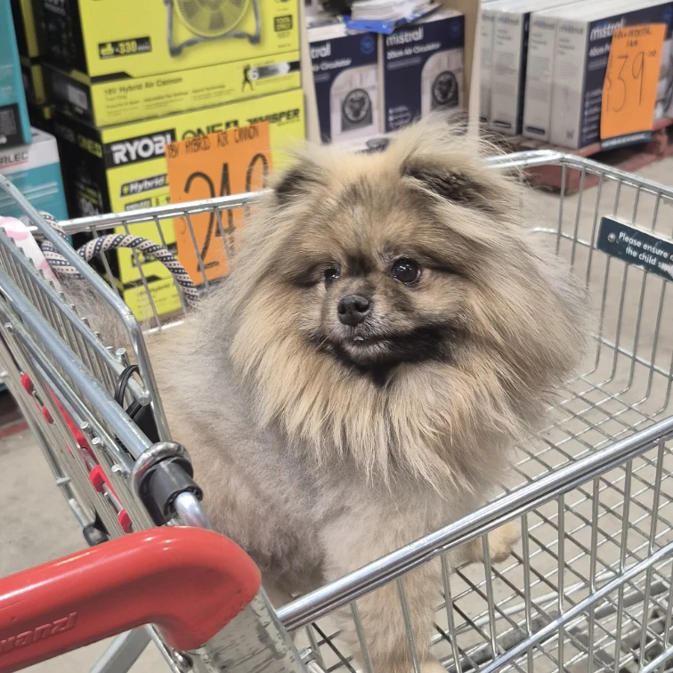Baloo