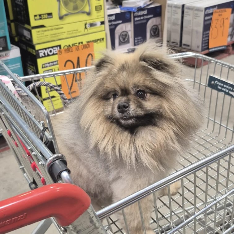 Baloo