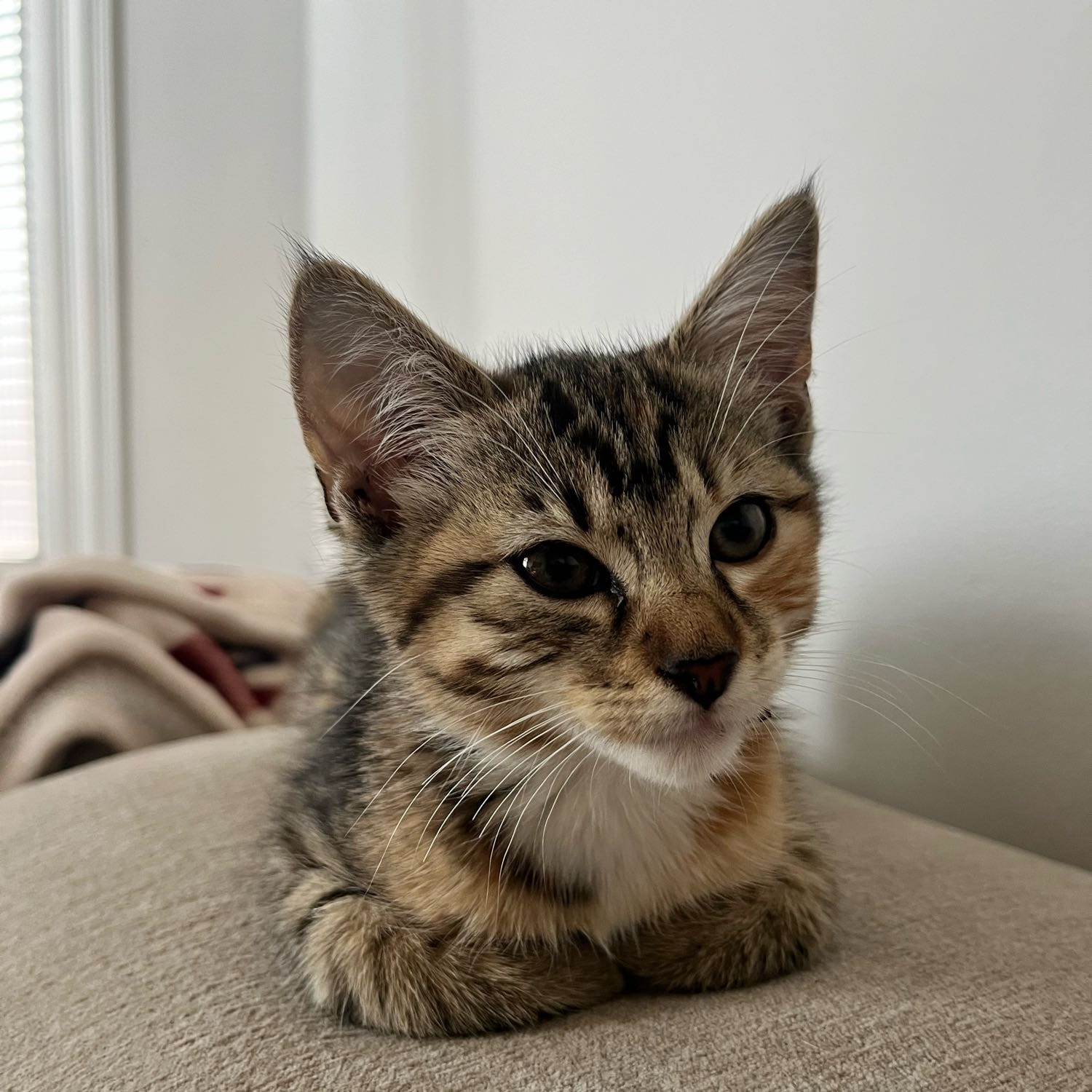 Willow