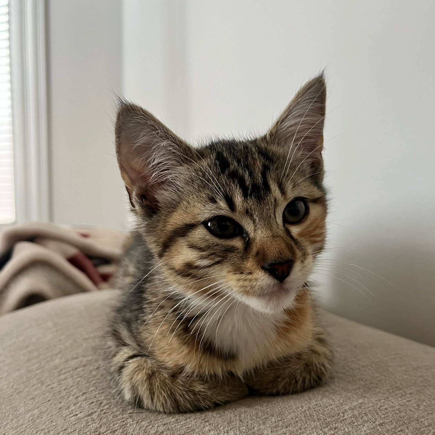 Willow