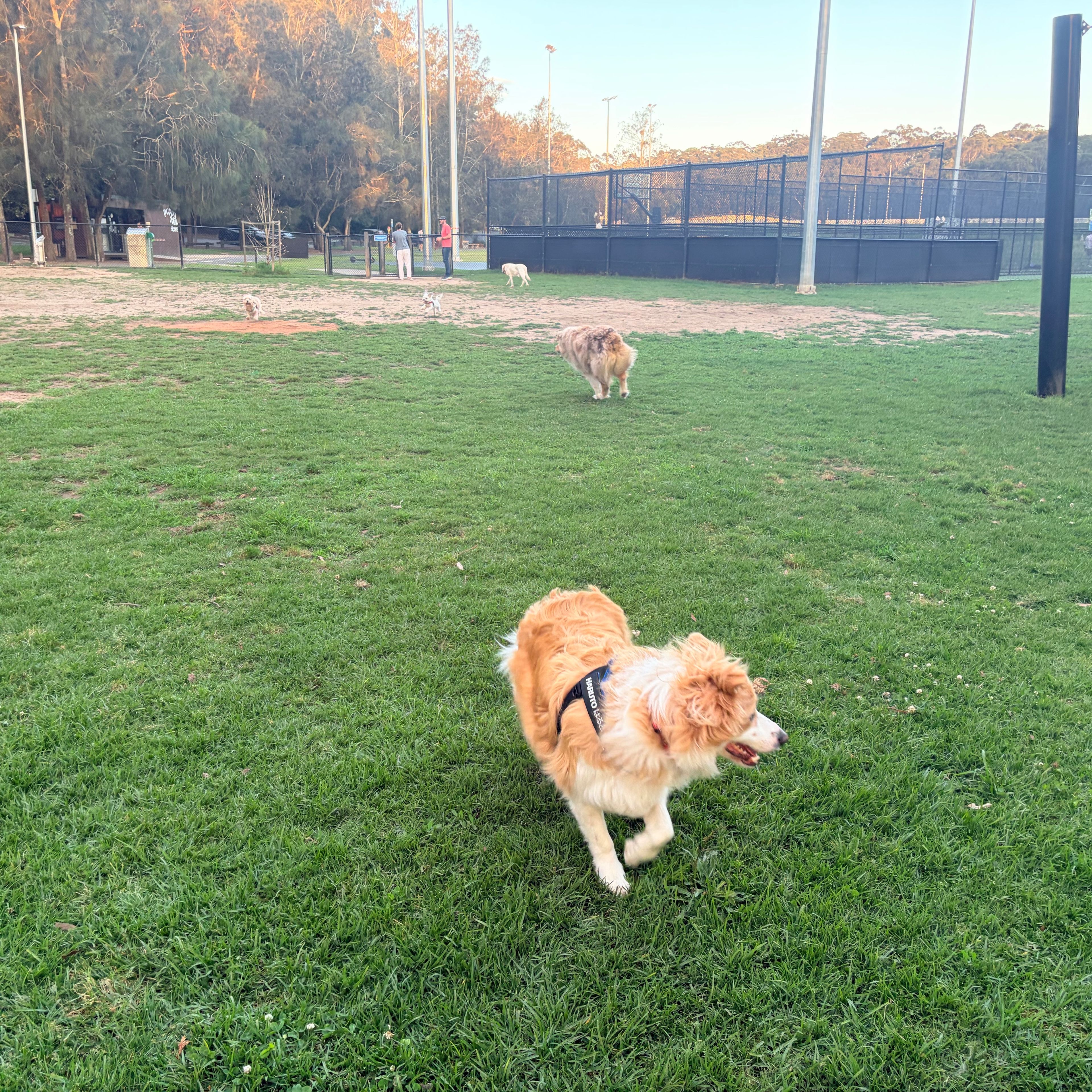 Haruto