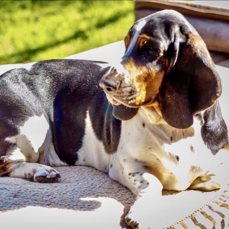 Bonnie the Bassett