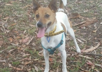 Ringo