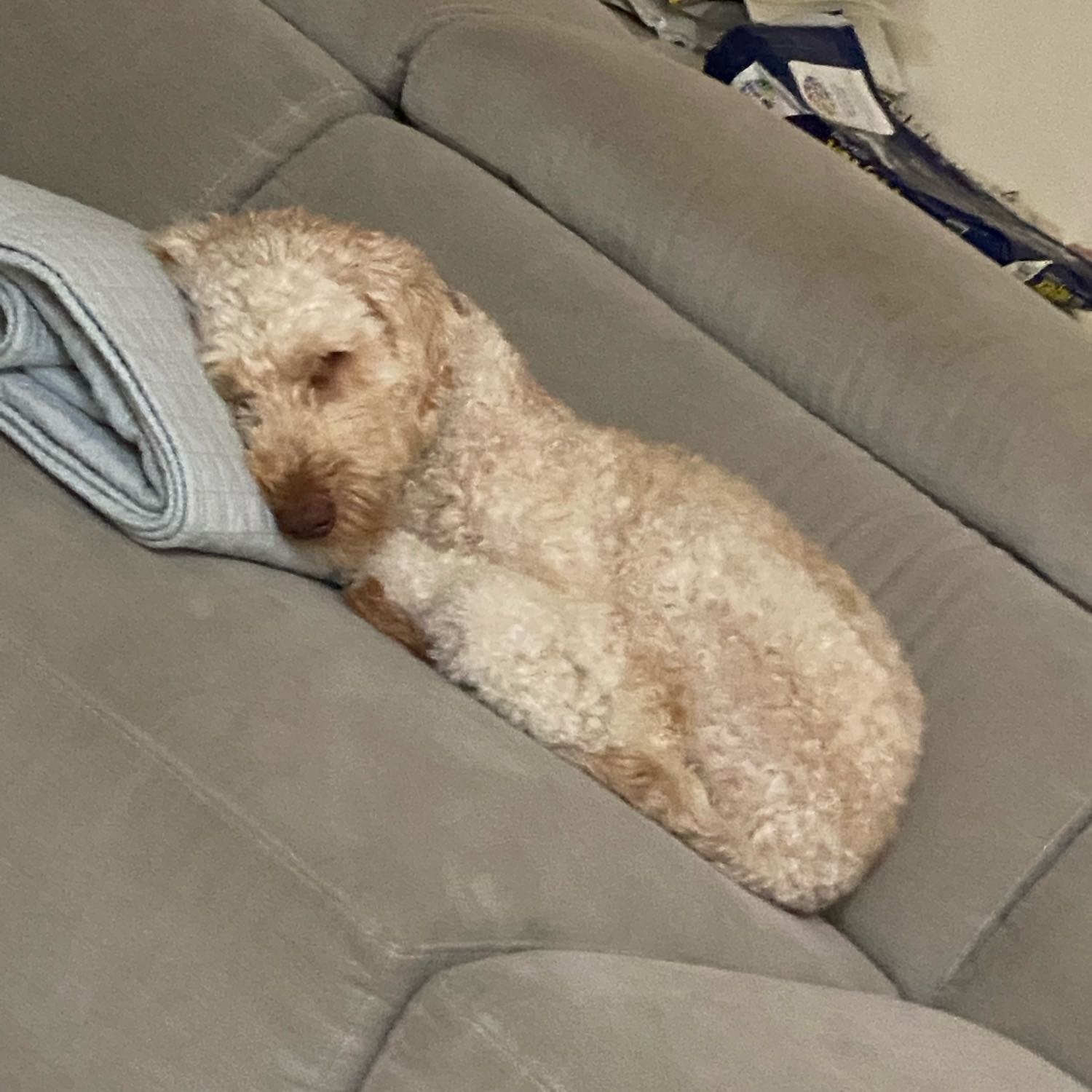 Benji