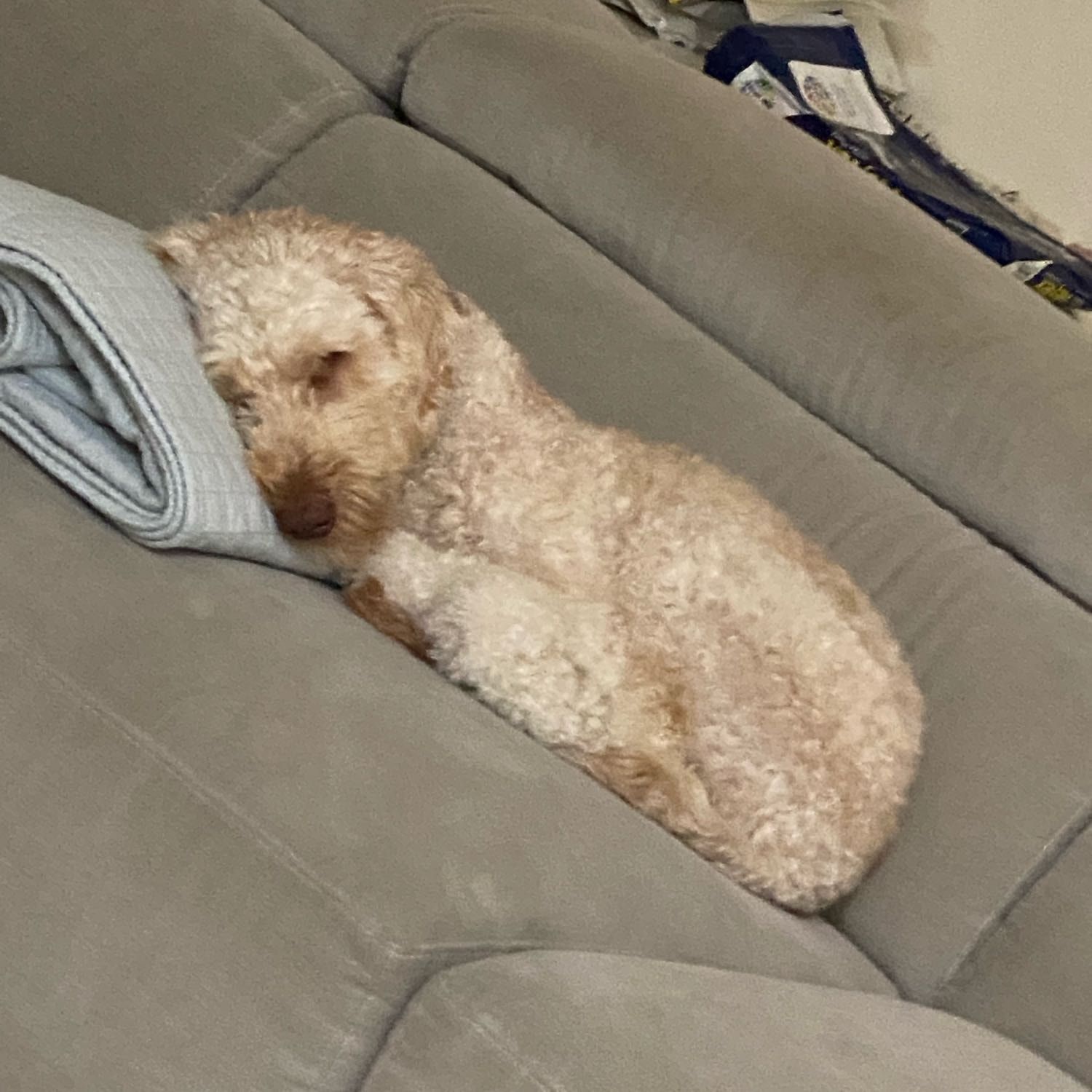 Benji