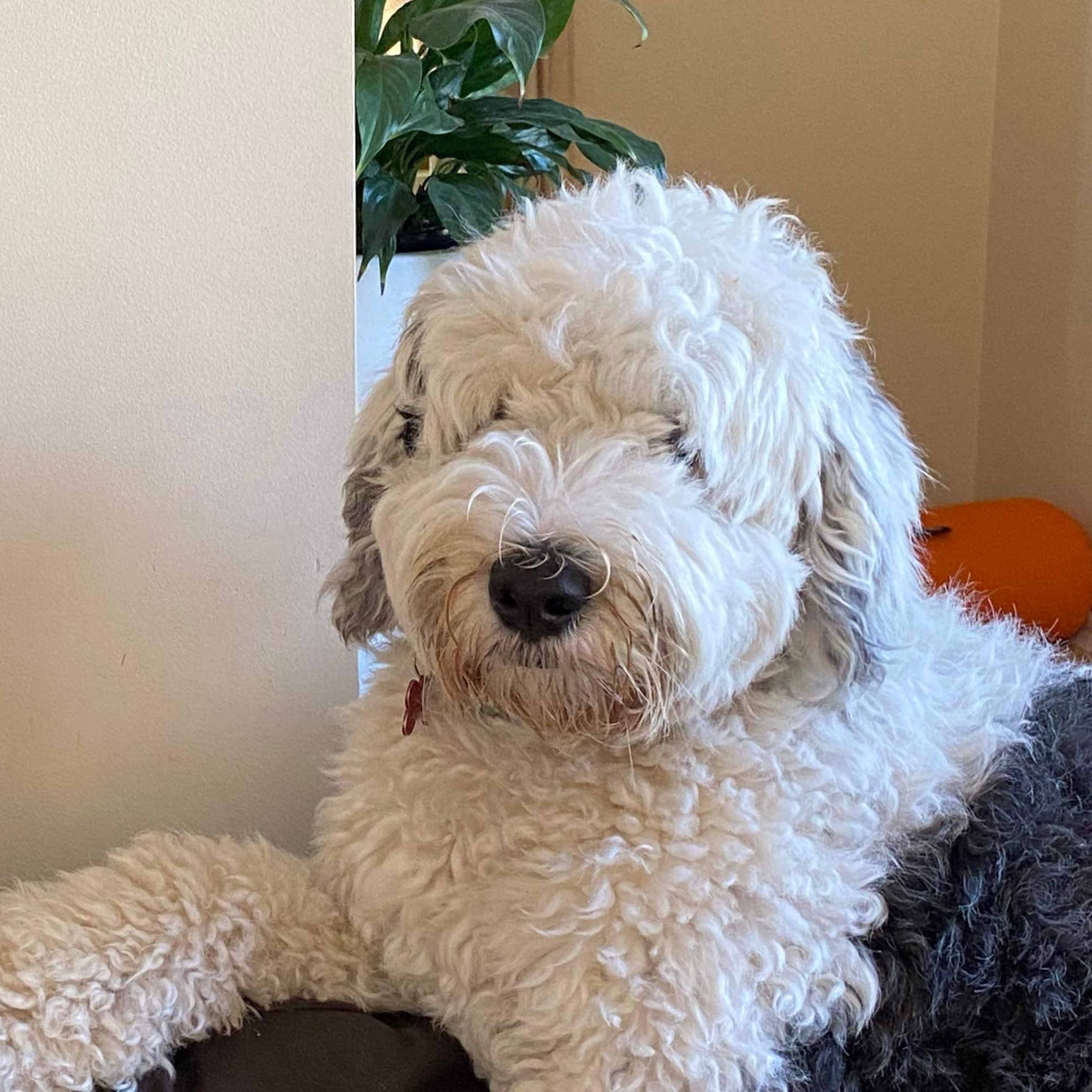 Murphy