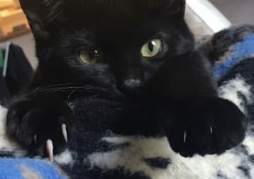 Lord darth vader sniffington the third