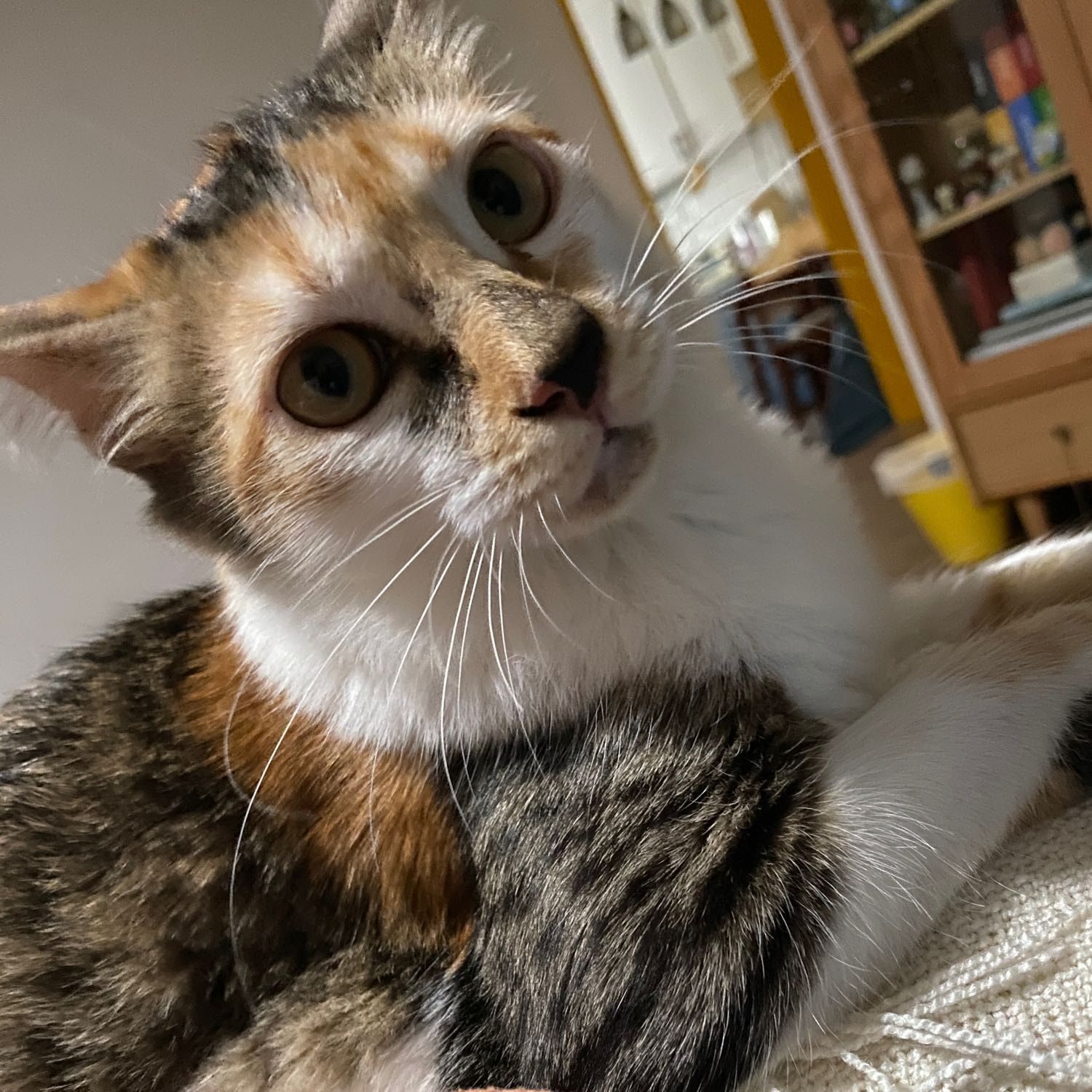 Willow