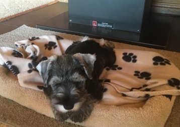 Monty