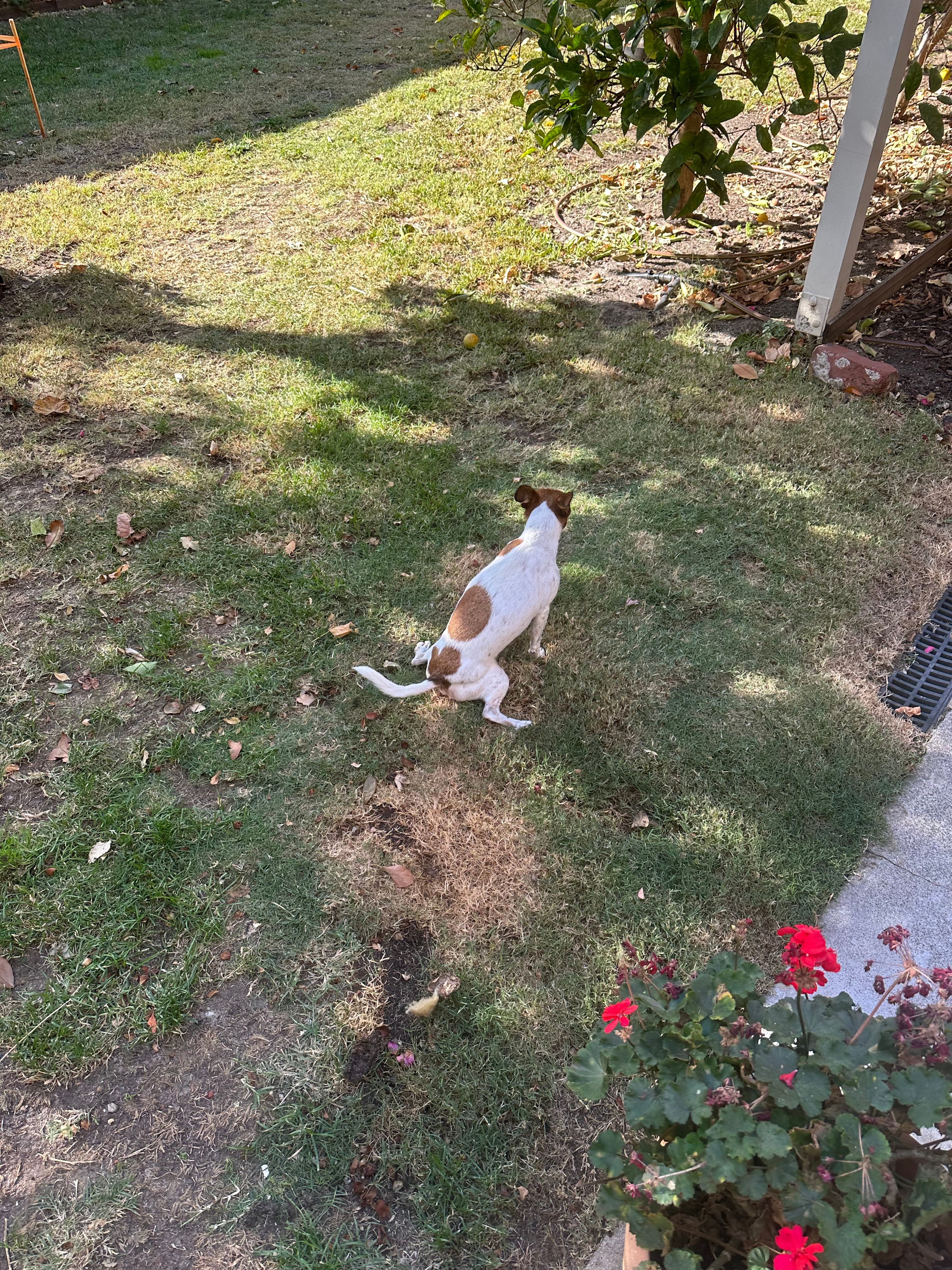 image-18