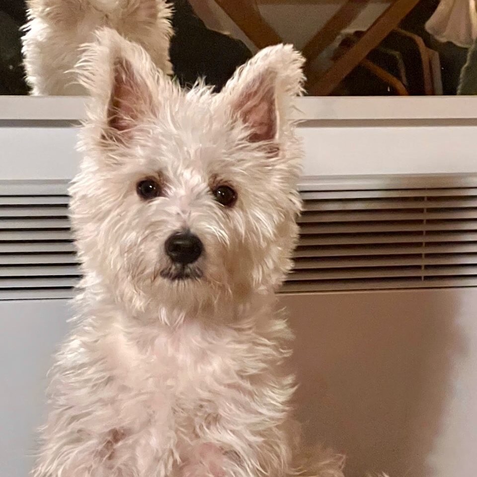 Winston