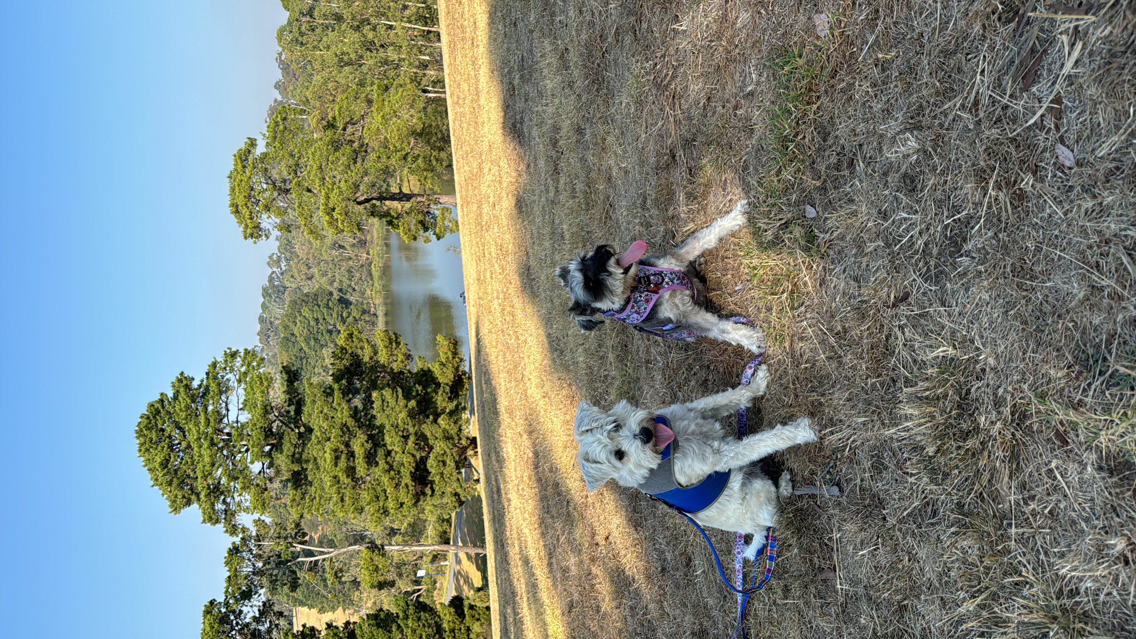 image-4