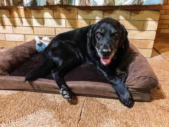 Rowena Pet sitter in Bongaree QLD - Main Image