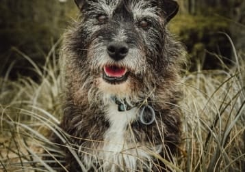 Bob
