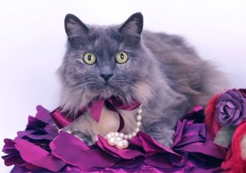 Jasmine