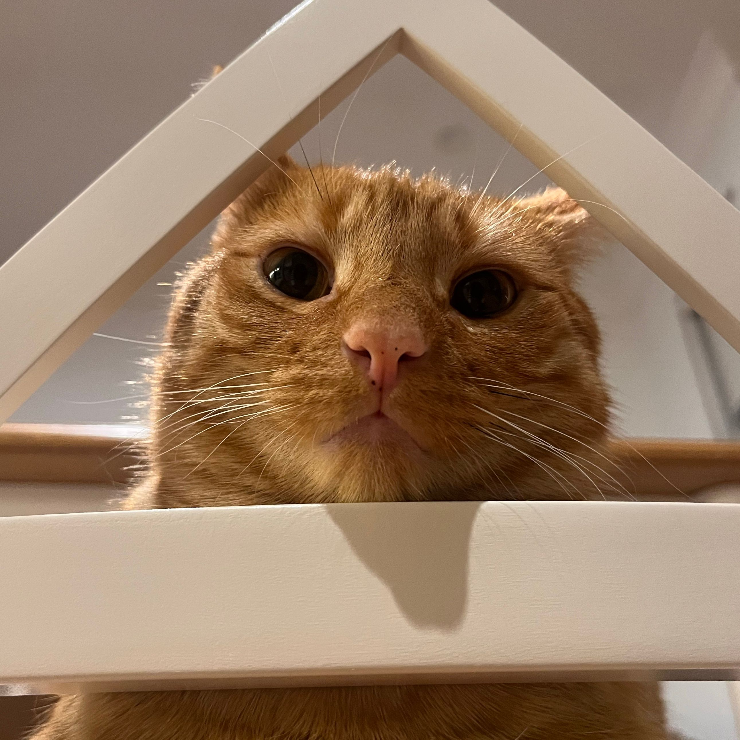 Weasley