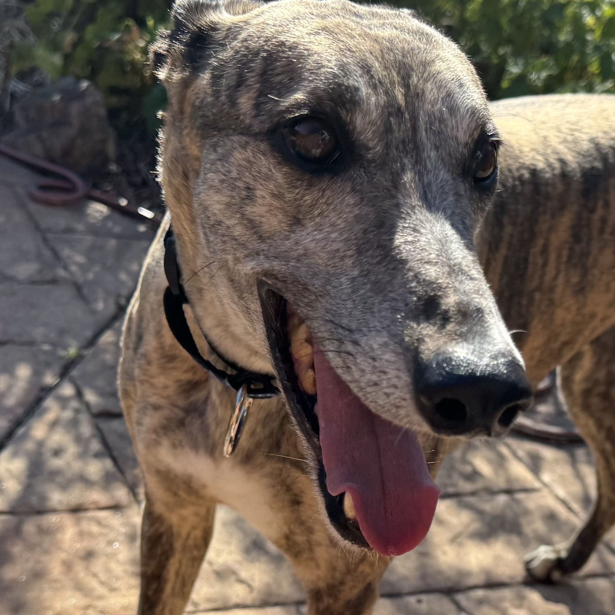 Chicken (came with this name- rescue dog)