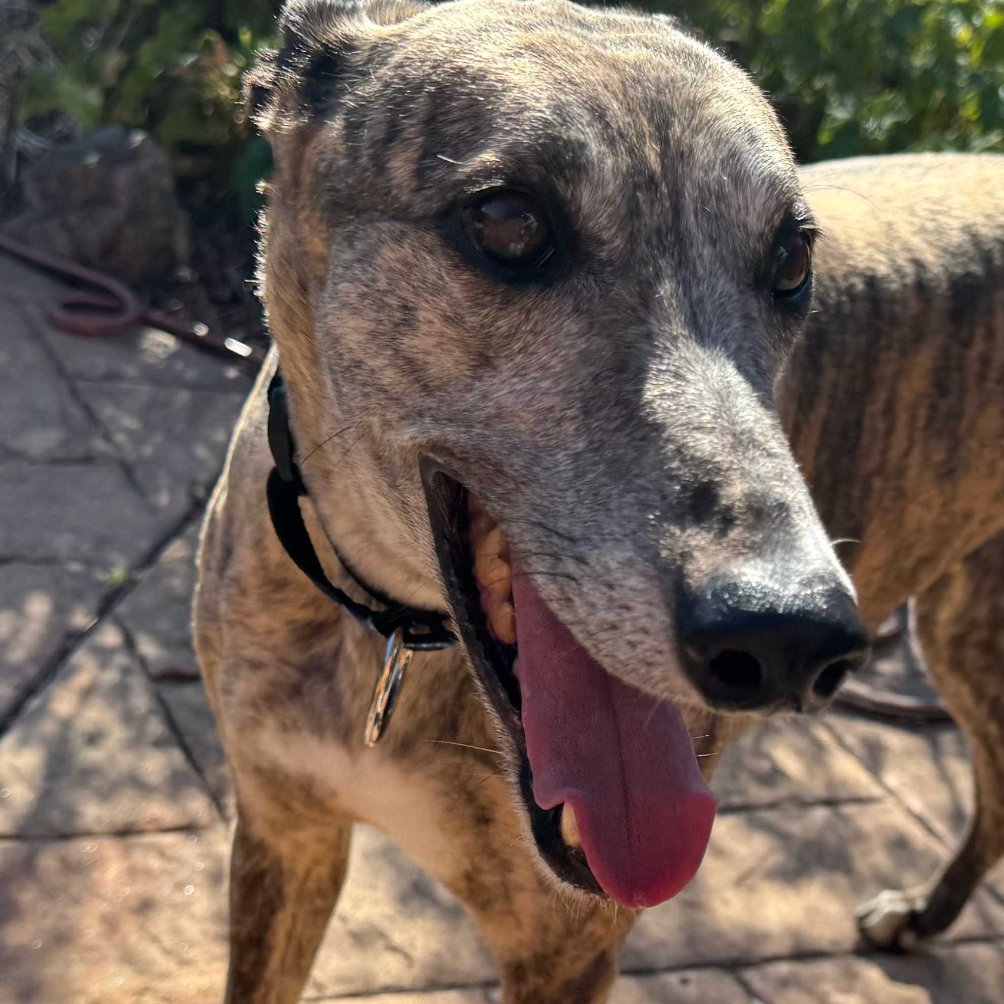 Chicken (came with this name- rescue dog)