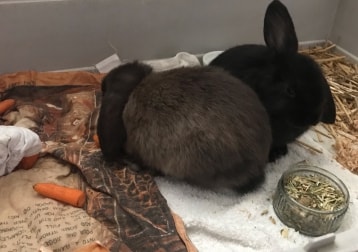 Flopsy, Starbucks And Milo