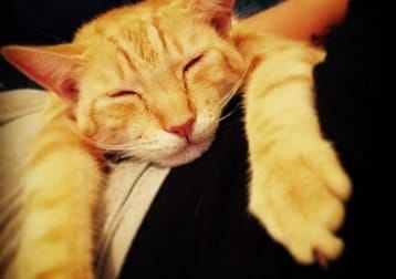 Ziggy