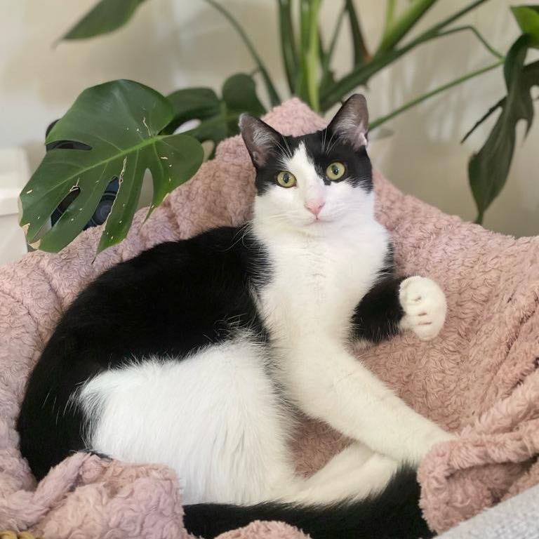 Milo