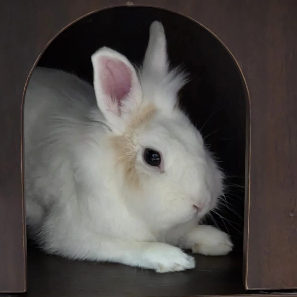 Fluffy