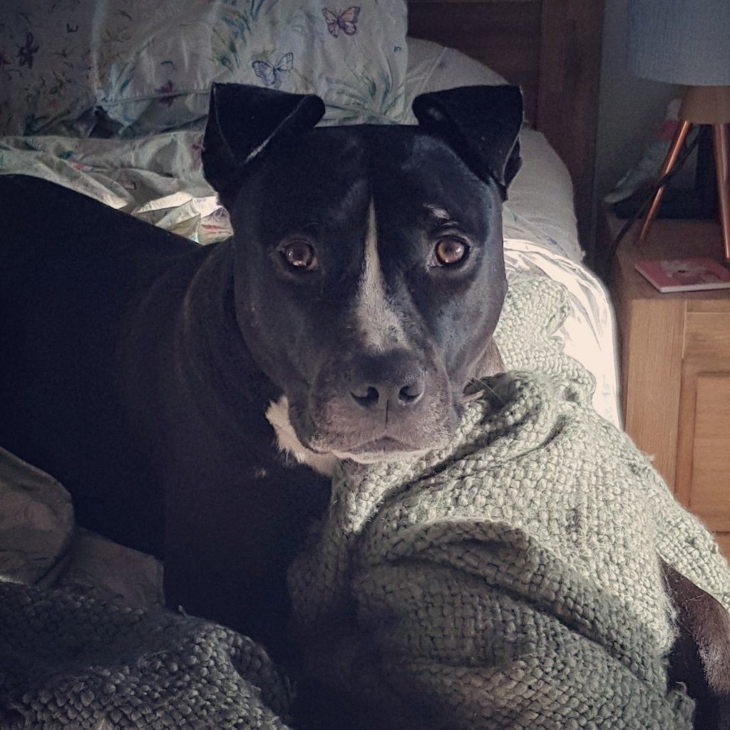 Muttley