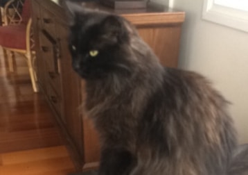 Jet 