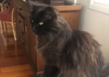 Jet