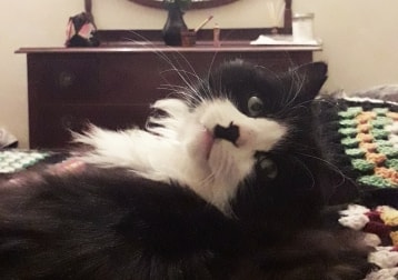 Chaplin ^-^
