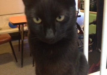 Hamish