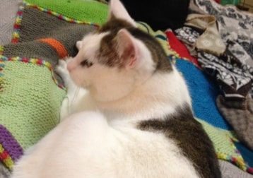 Dumpling