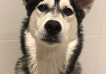 Zeppelin