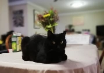 Oskar