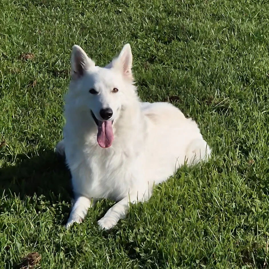 Willow