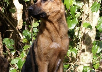 Indie - Family pet in NZ