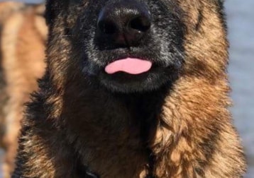 Cody - Family Pet in NZ