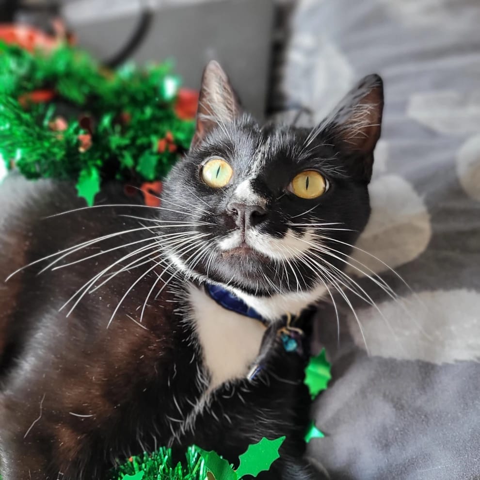 Zorro