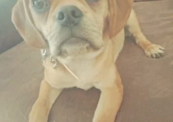 Lola