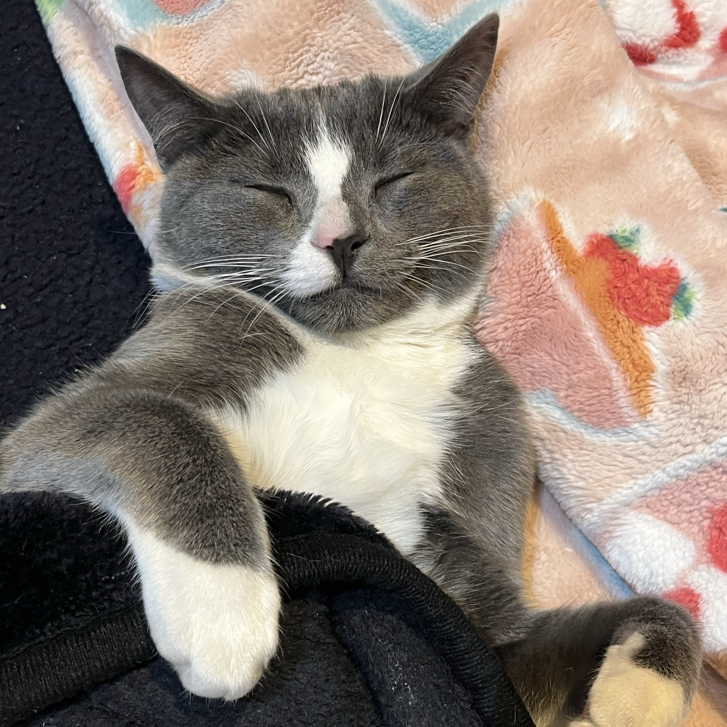 Coco