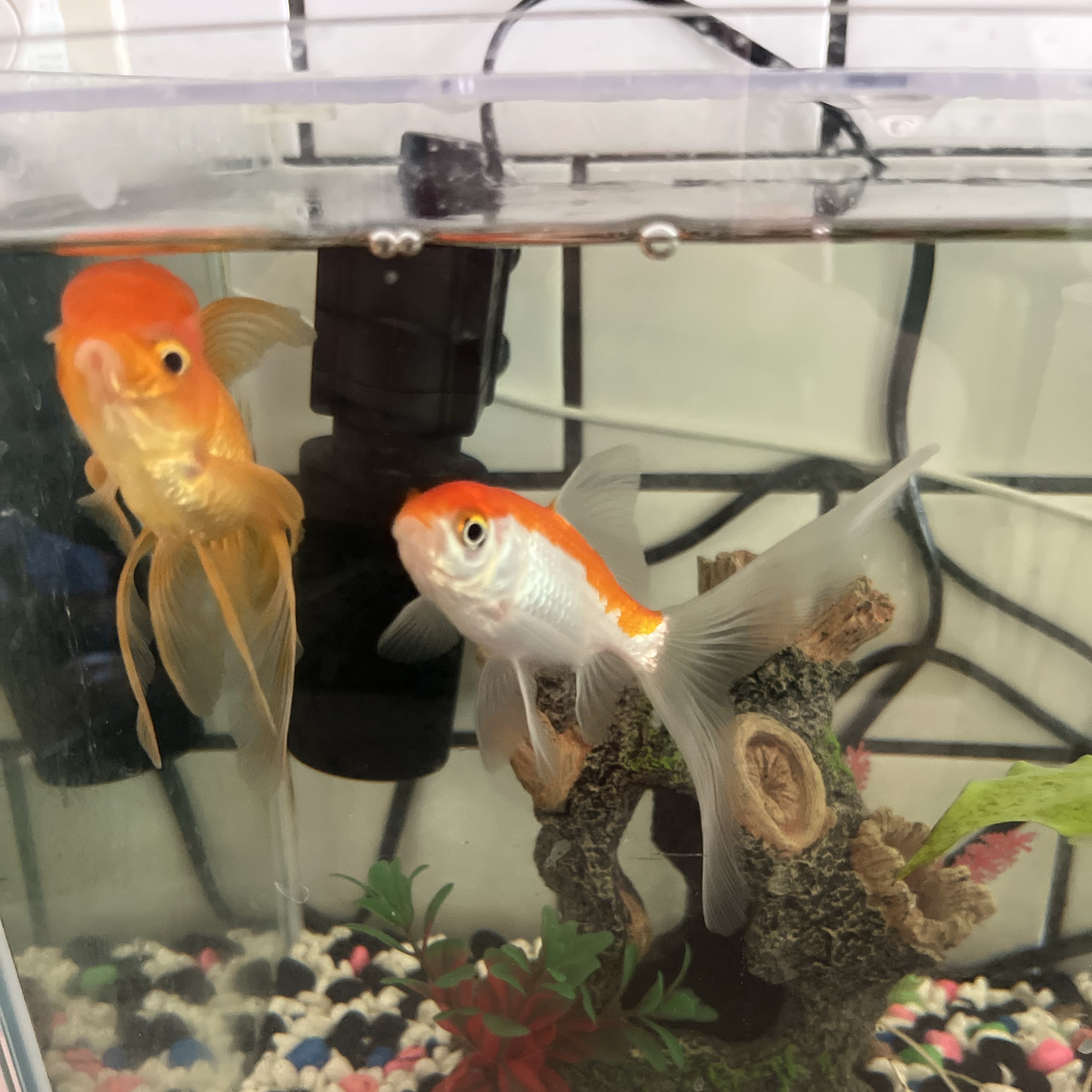 Goldy and Sushi