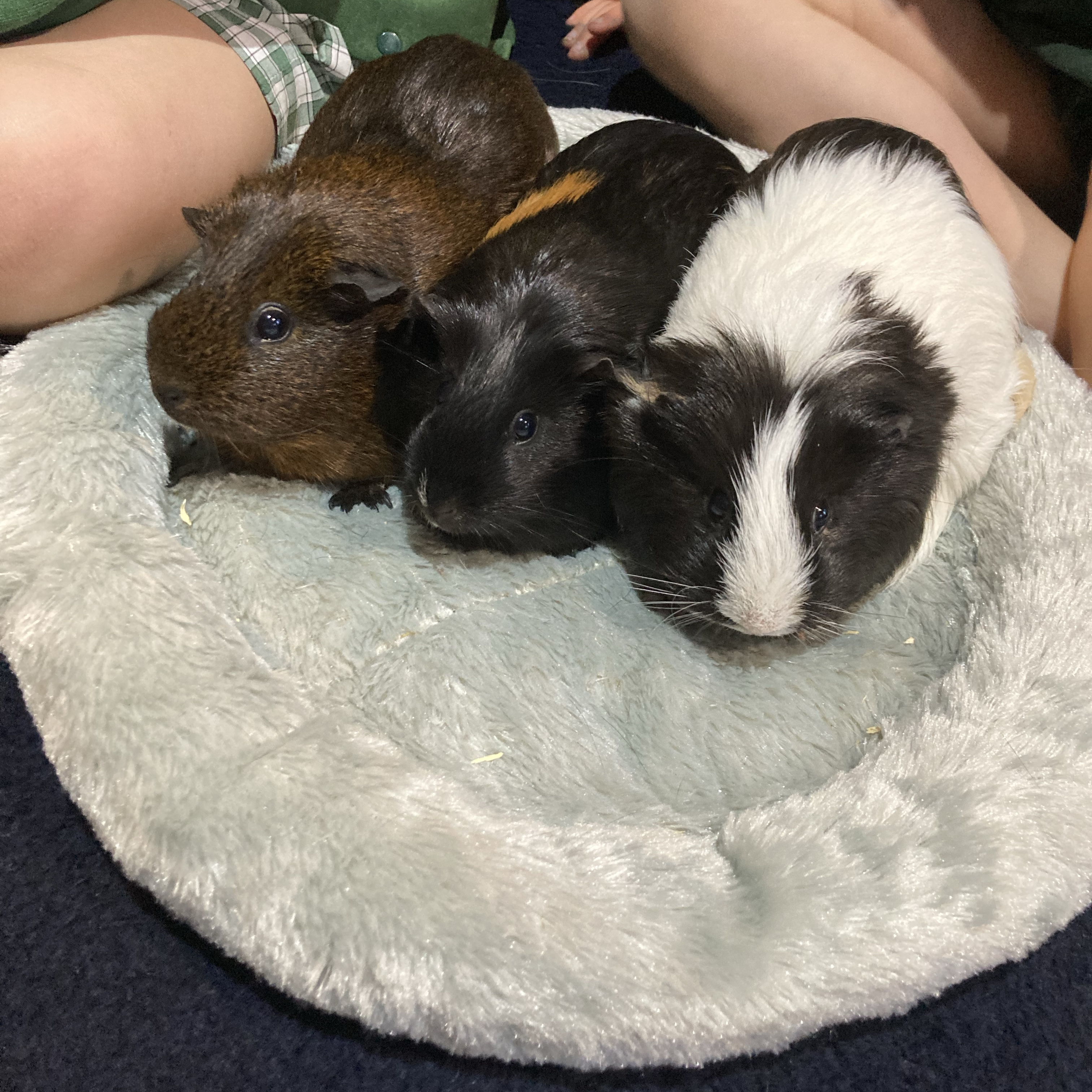 Cookie (white and black)