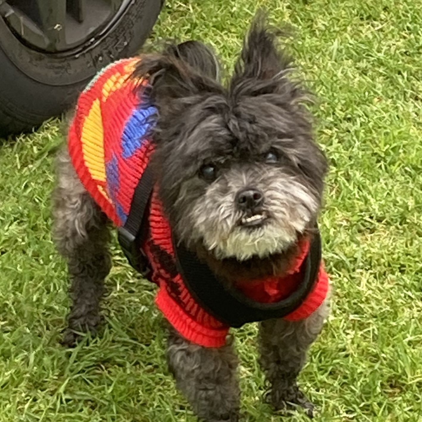 Bella