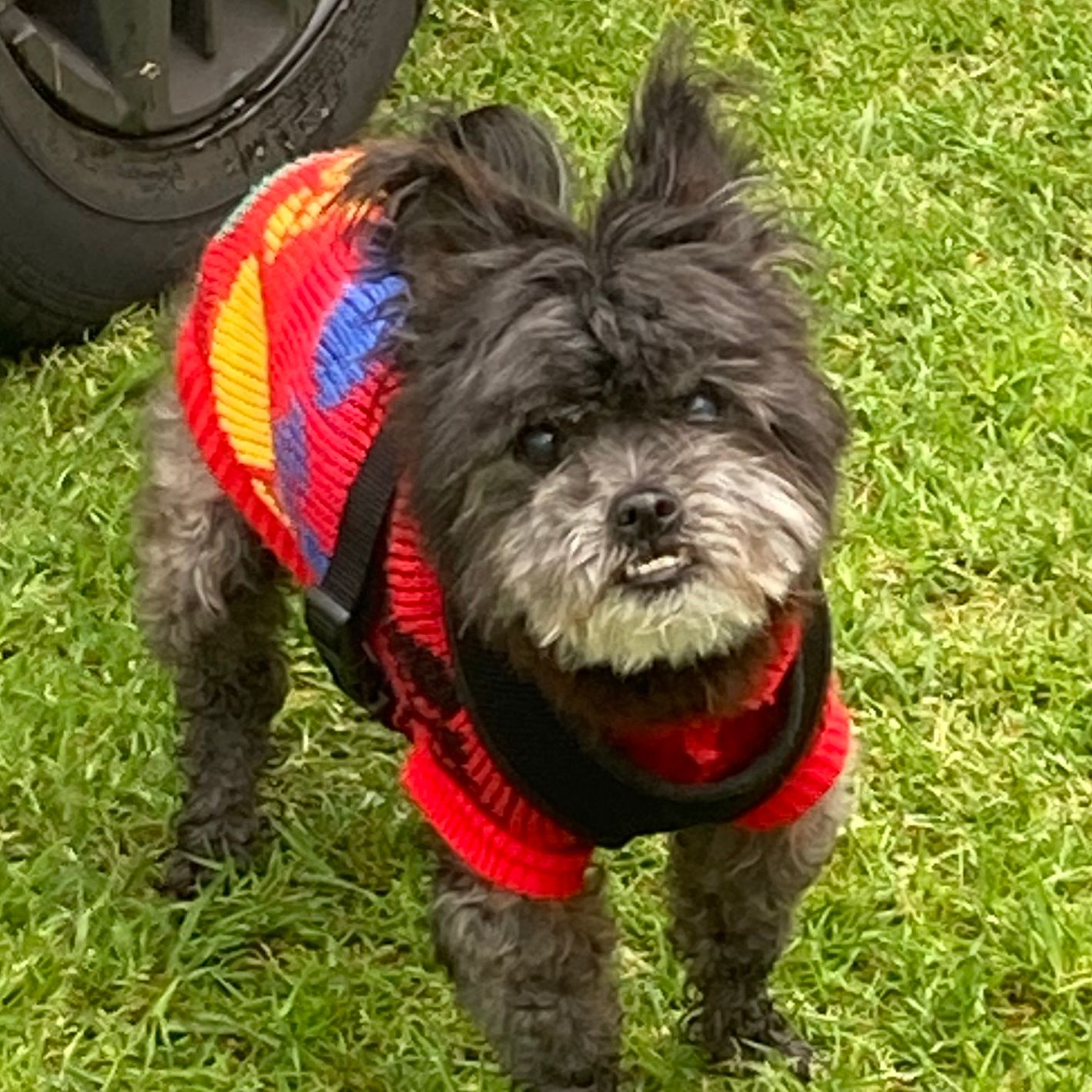 Bella