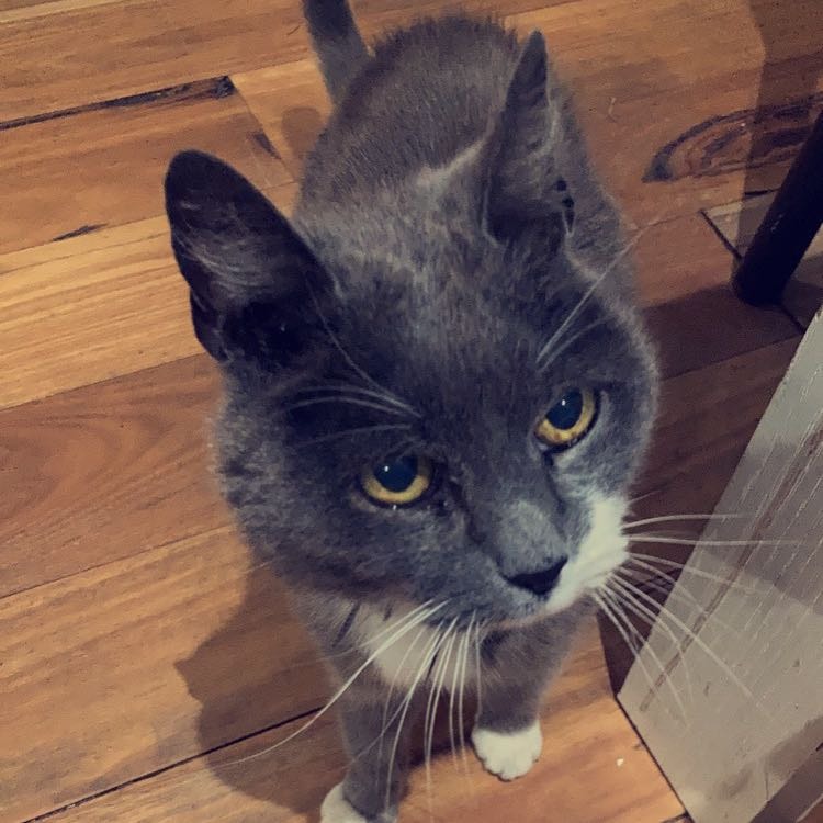 Gizmo